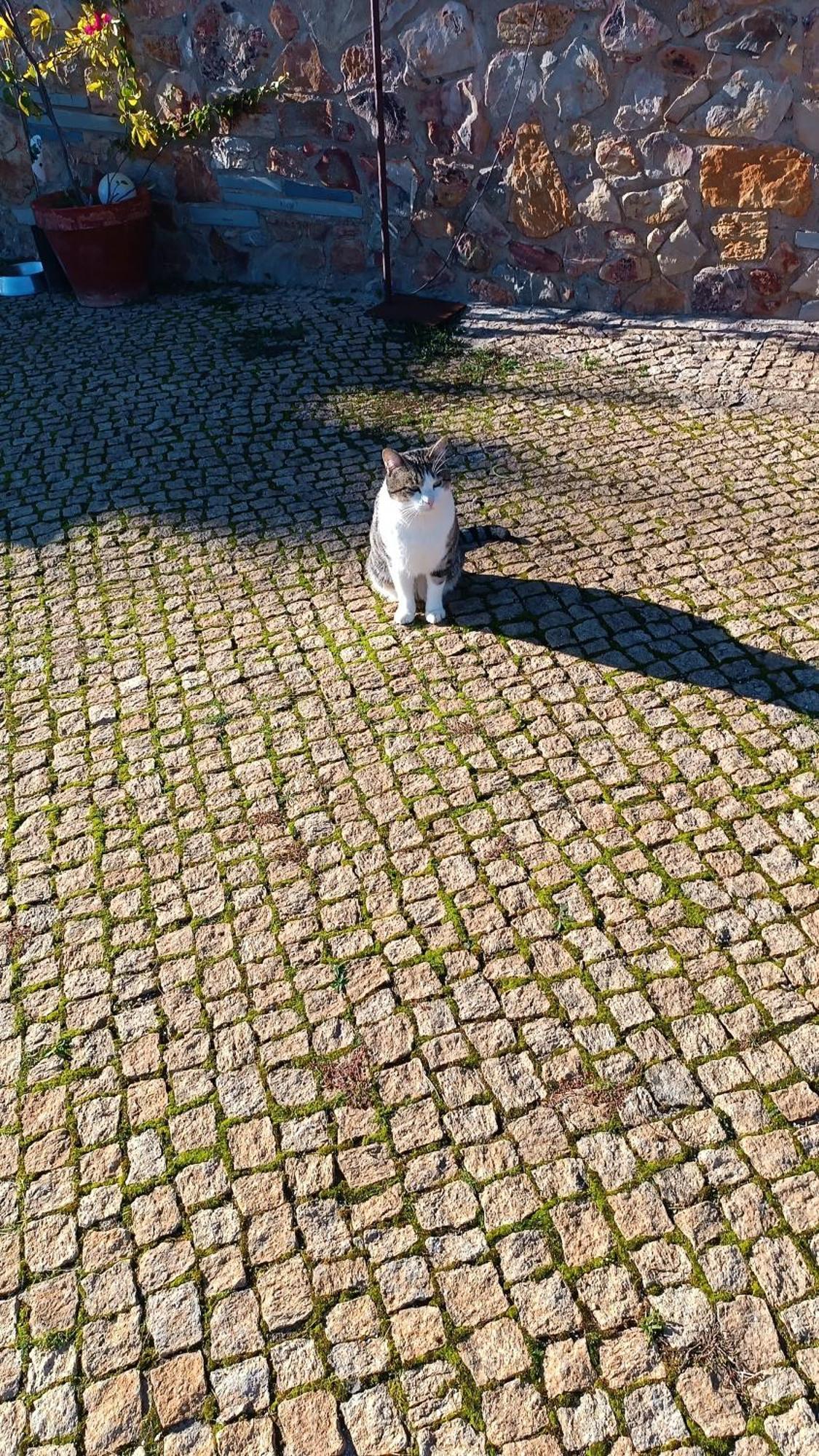 Вилла Casa Rural Camino Del Alentejo Ла-Кодосера Экстерьер фото